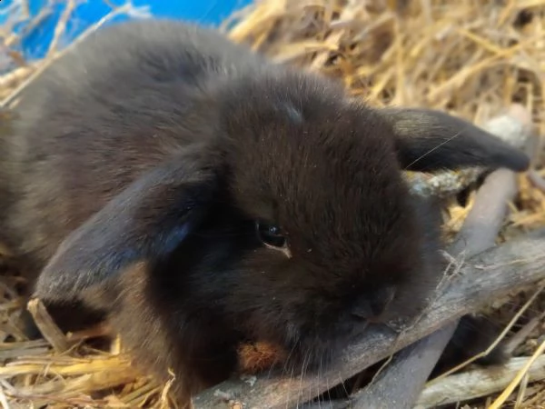 cuccioli coniglio ariete nano  | Foto 0