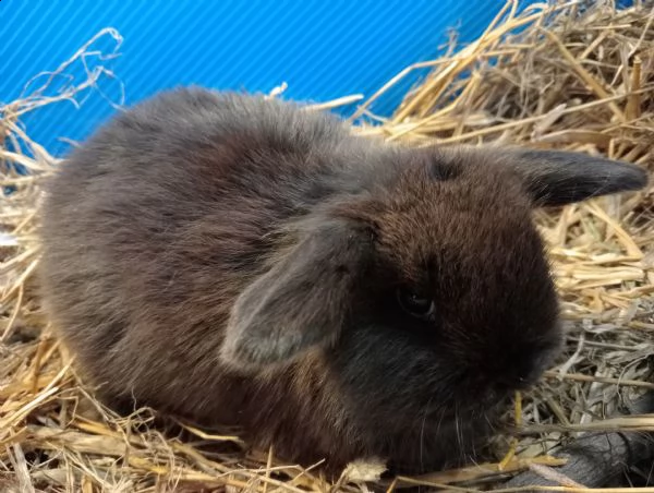 cuccioli coniglio ariete nano 