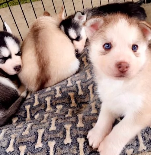 splendidi cuccioli di razza siberian huskysky