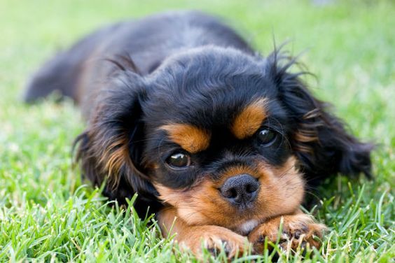 Regalo cucciolo Cavalier king da Privato a Bari cuccioli di cavalier king