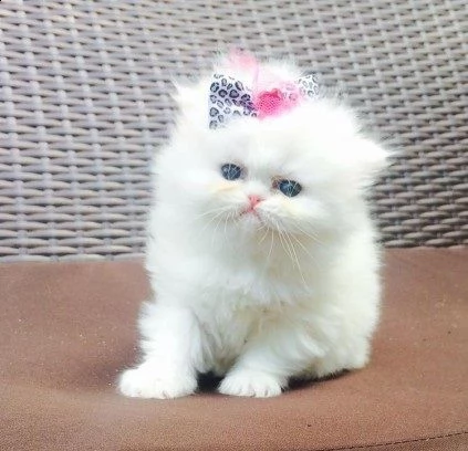 bellissimi gattini persiano in adozione i gattini sono molto sani intelligenti e giocherelloni gent