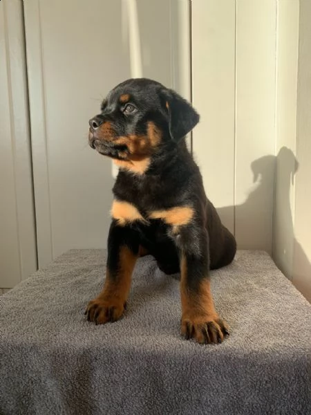 marley  mix rottweiler di circa 10 anni