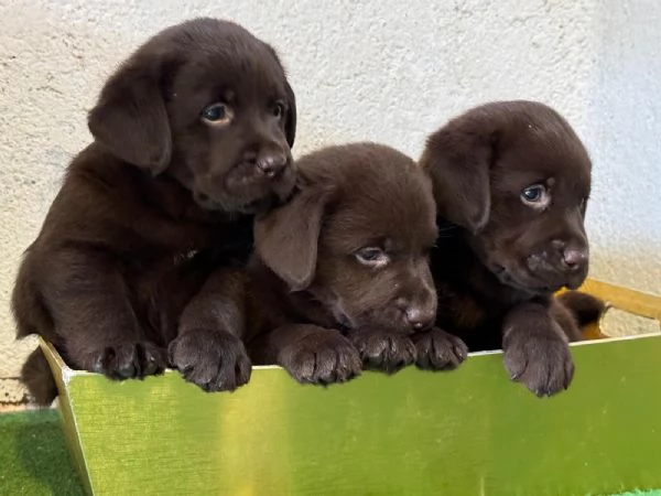 Labrador 