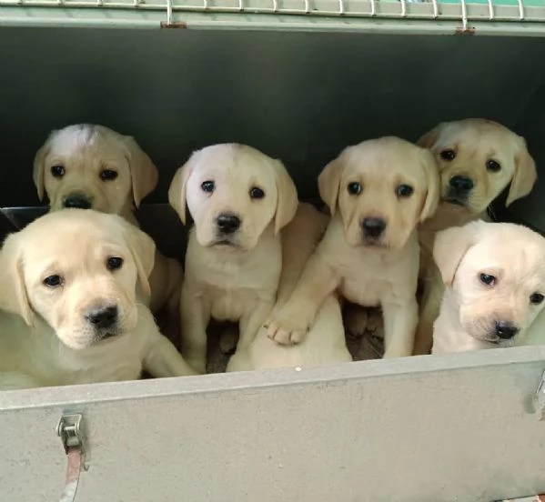 Labrador  | Foto 0