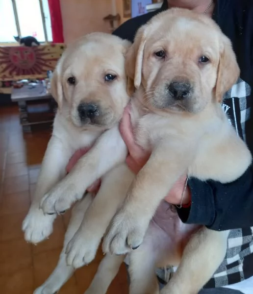 Labrador retriever  | Foto 1