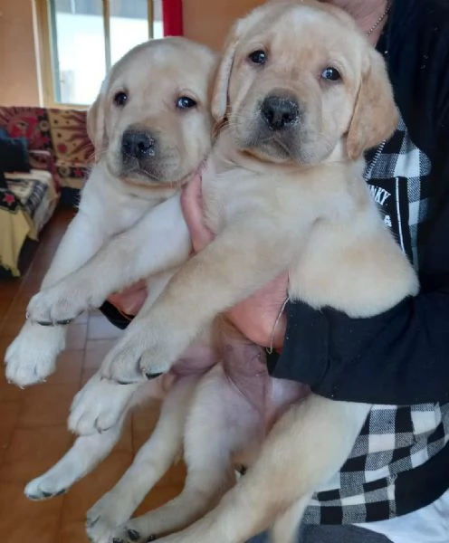 Labrador retriever  | Foto 0