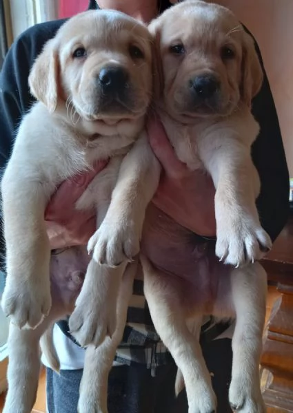 Labrador retriever 