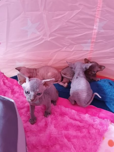 canadian sphynx gatto 