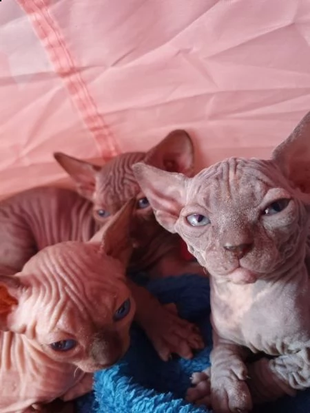 canadian sphynx gatto  | Foto 1