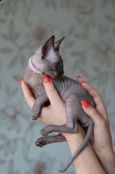 canadian sphynx gatto  | Foto 0