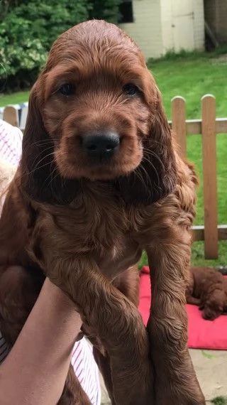 subito pronti cuccioli di setter irlandese di tre mesi | Foto 0