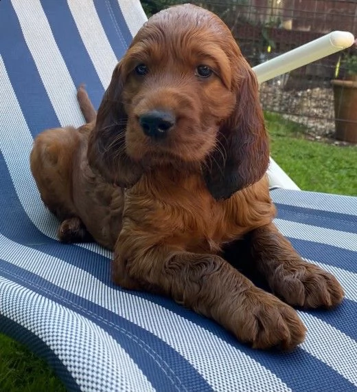 subito pronti cuccioli di setter irlandese di tre mesi