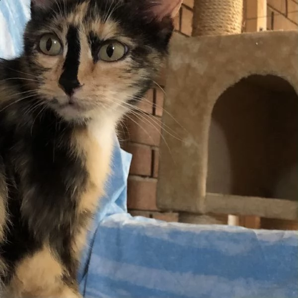 spergolina - una pennellata lì! | Foto 3