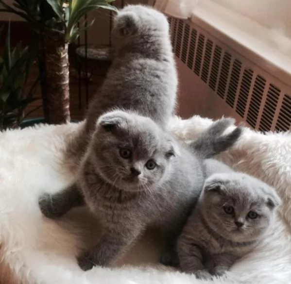 bellissimi gattini scottish fold  in adozione i gattini sono molto sani intelligenti e giocherellon