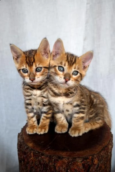 2 bellissimi gattini bengala in adozione i gattini sono molto sani intelligenti e giocherelloni gen