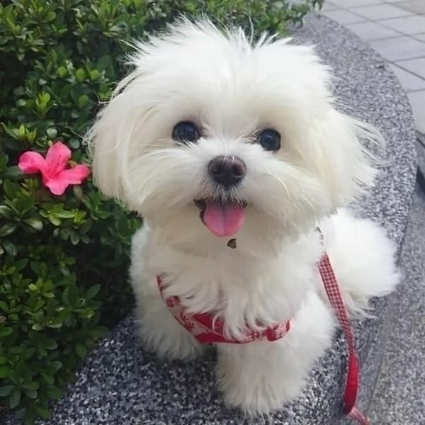 cuccioli maltese toy