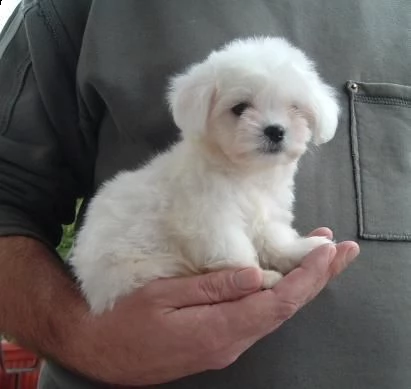 cuccioli maltese toy | Foto 0