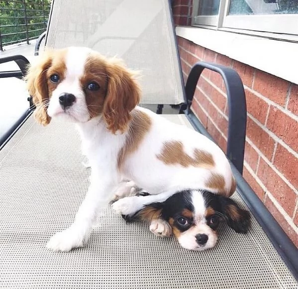 cuccioli cavaliar king charles | Foto 0