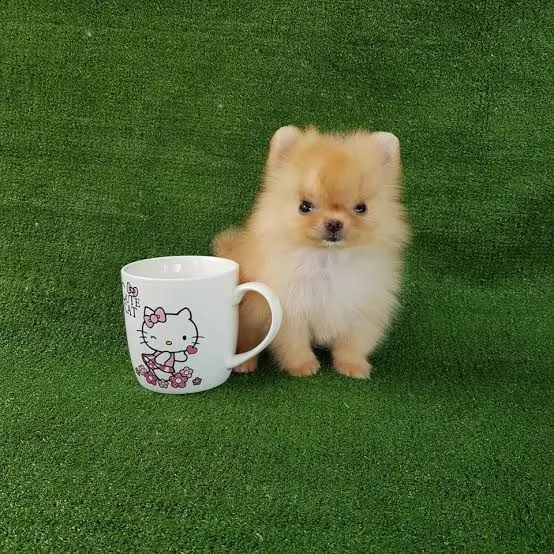 cuccioli pomeranian toy | Foto 0