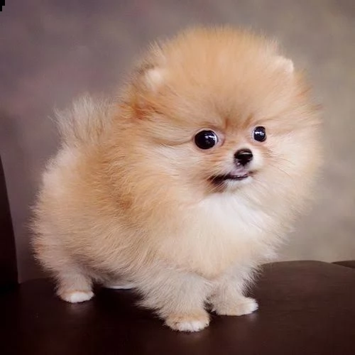 cuccioli pomeranian toy