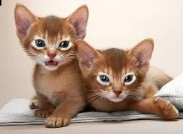 bellissimi gattini abissino in adozione i gattini sono molto sani intelligenti e giocherelloni gent