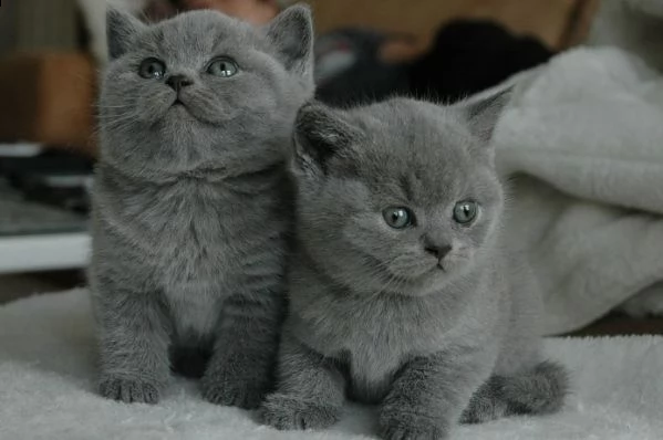 bellissimi gattini british shorthair in adozione i gattini sono molto sani intelligenti e giocherel