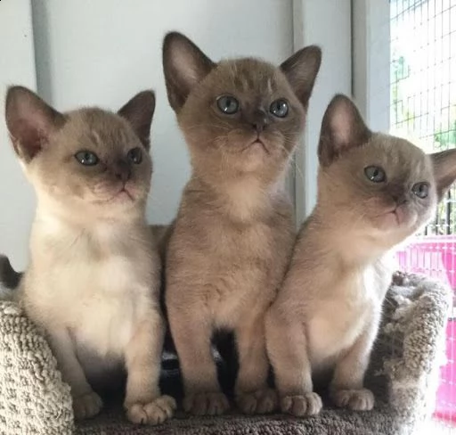 bellissimi gattini burmese in adozione i gattini sono molto sani intelligenti e giocherelloni genti