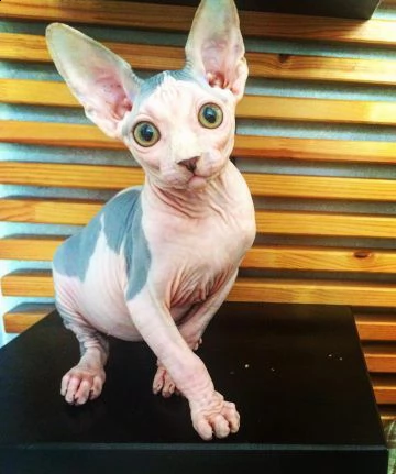 bellissimi gattini sphynx in adozione i gattini sono molto sani intelligenti e giocherelloni gentil