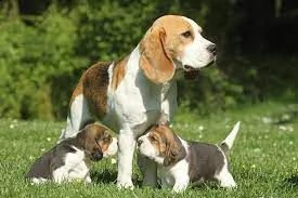 bellissimi cuccioli di beagle in adozione i cuccioli sono molto sani intelligenti e giocherelloni g