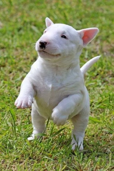 bellissimi cuccioli di bull terrier in adozione i cuccioli sono molto sani intelligenti e giocherel