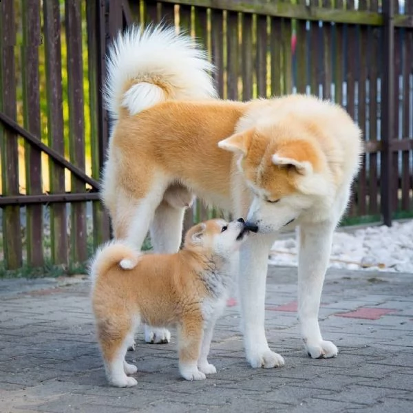 bellissimi cuccioli di shiba inu in adozione i cuccioli sono molto sani intelligenti e giocherellon