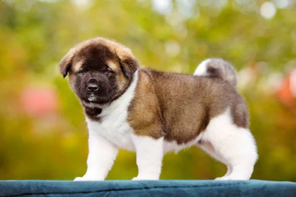 bellissimi cuccioli di akita  inu in adozione i cuccioli sono molto sani intelligenti e giocherello