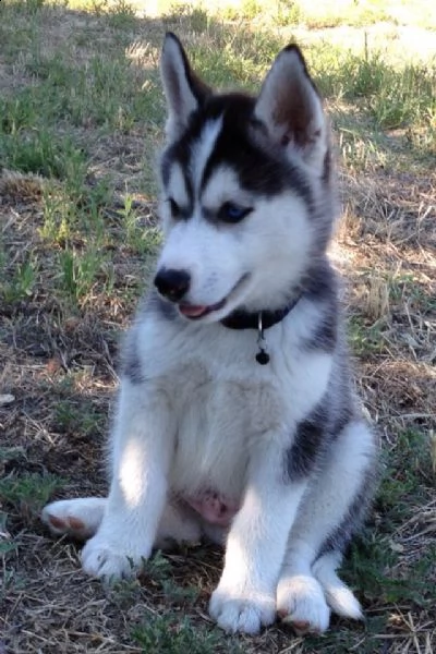 bellissimi cuccioli di siberiano husky in adozione i cuccioli sono molto sani intelligenti e gioche