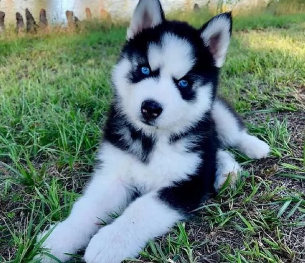  regalo cuccioli siberian husky maschio e femmina