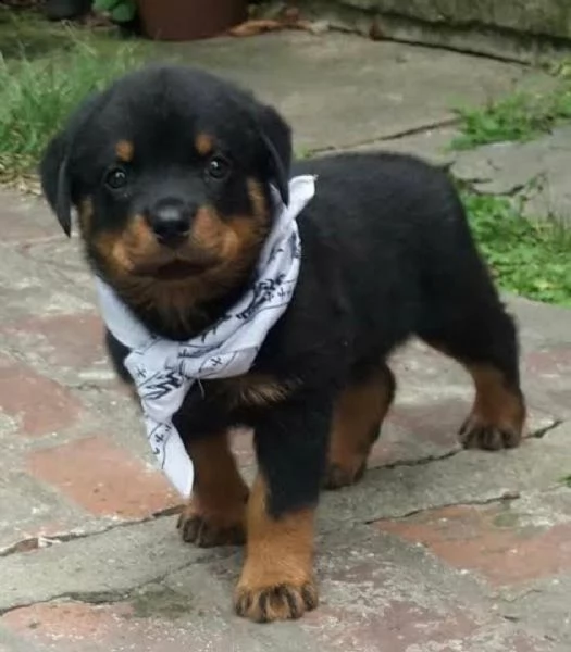  regalo rottweiler cuccioli maschio e femmina