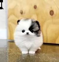 regalo  volpino pomerania mini toy  | Foto 0