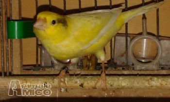Cuccioli Di Cane In Regalo Torino Subito It Regali Per Ragazzine 12 Anni