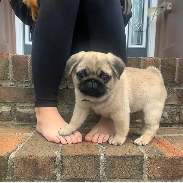 cuccioli carlino mini