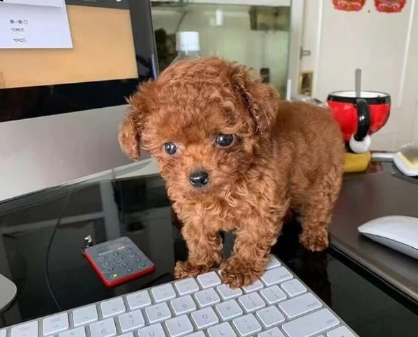 cuccioli carlino nano | Foto 0