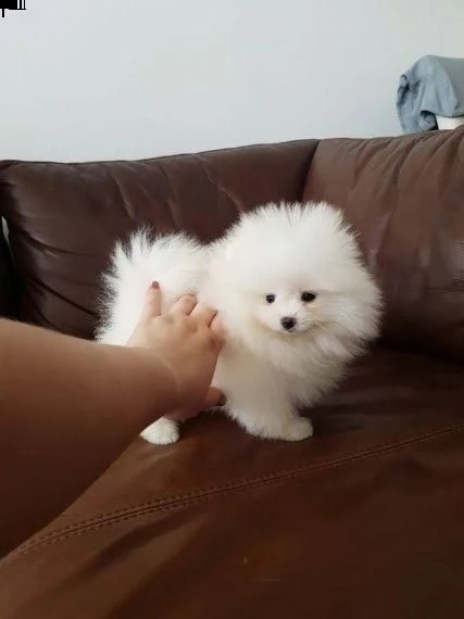 cuccioli pomeranian valpino toy | Foto 0