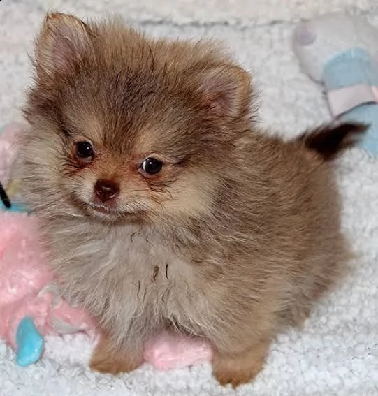 cuccioli pomeranian valpino toy