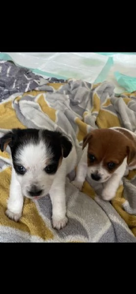 mescolate i cuccioli di jack russell