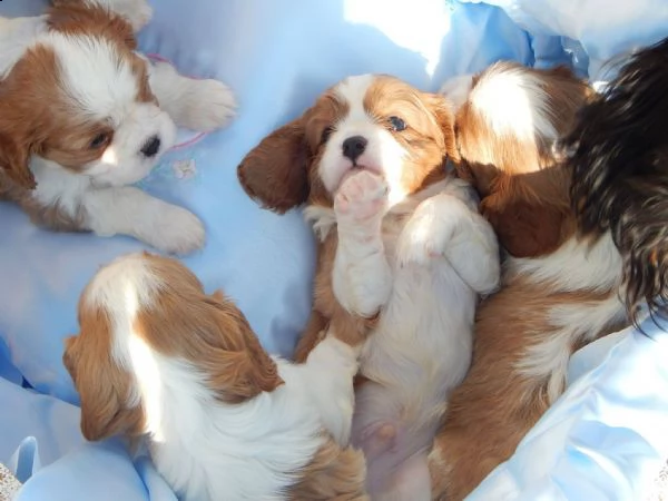 cuccioli di cavalier king