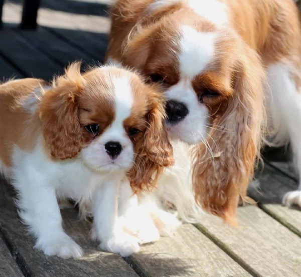 cuccioli di cavalier king | Foto 0