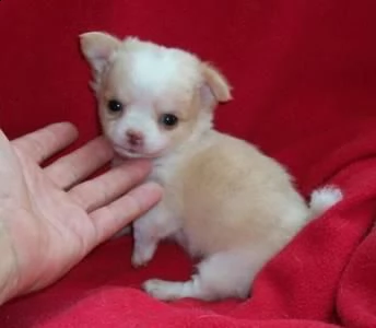 giocattolo regalo cuccioli di chihuahua i cuccioli di chihuahua sono disponibili per ladozione con