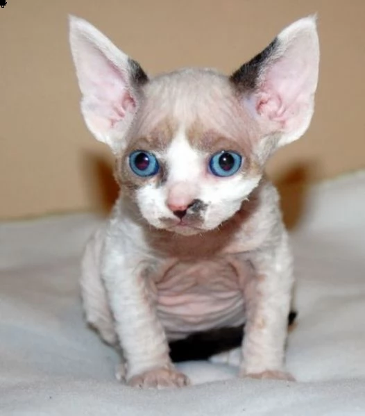 devon rex cuccioli 