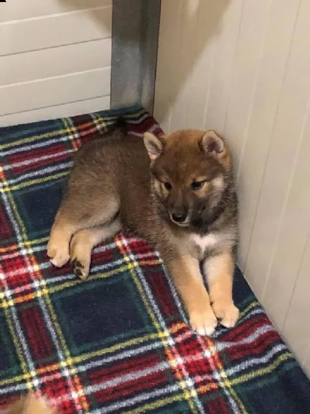 shiba inu sesamo rosso femmina con pedigree