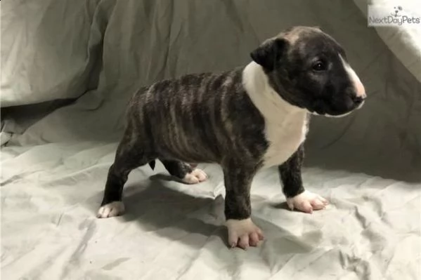 regalo bull terrier cuccioli disponibile per ladozione
