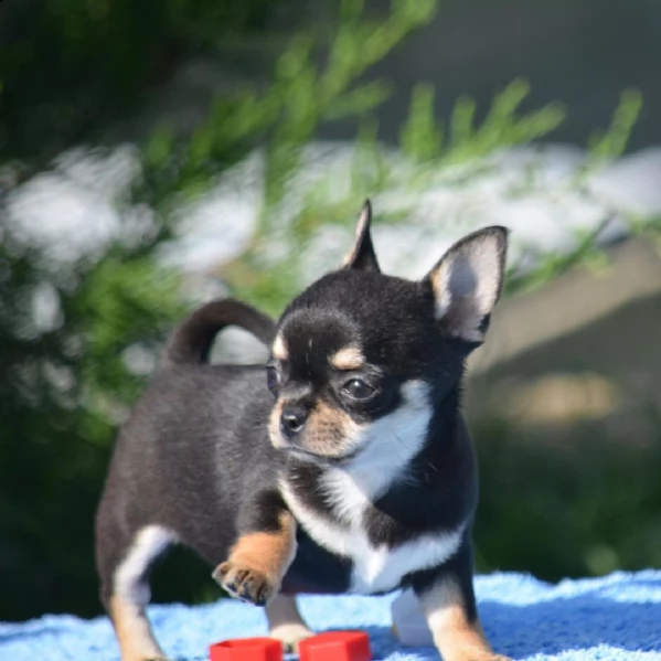  cuccioli chihuahua 