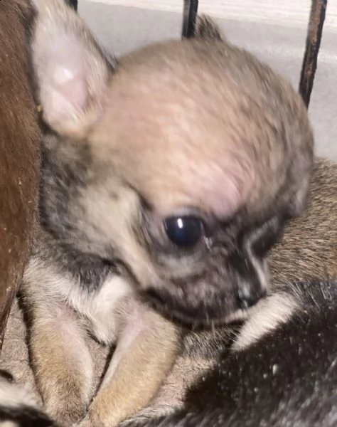 cuccioli chihuahua con pedigree | Foto 0